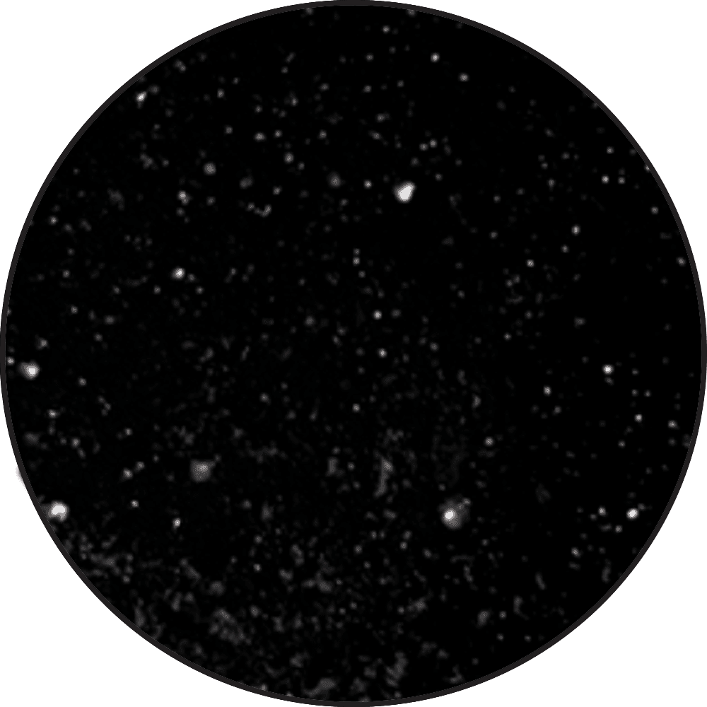 Embossing Powder Black, 1oz Jar Powders Ranger Ink 