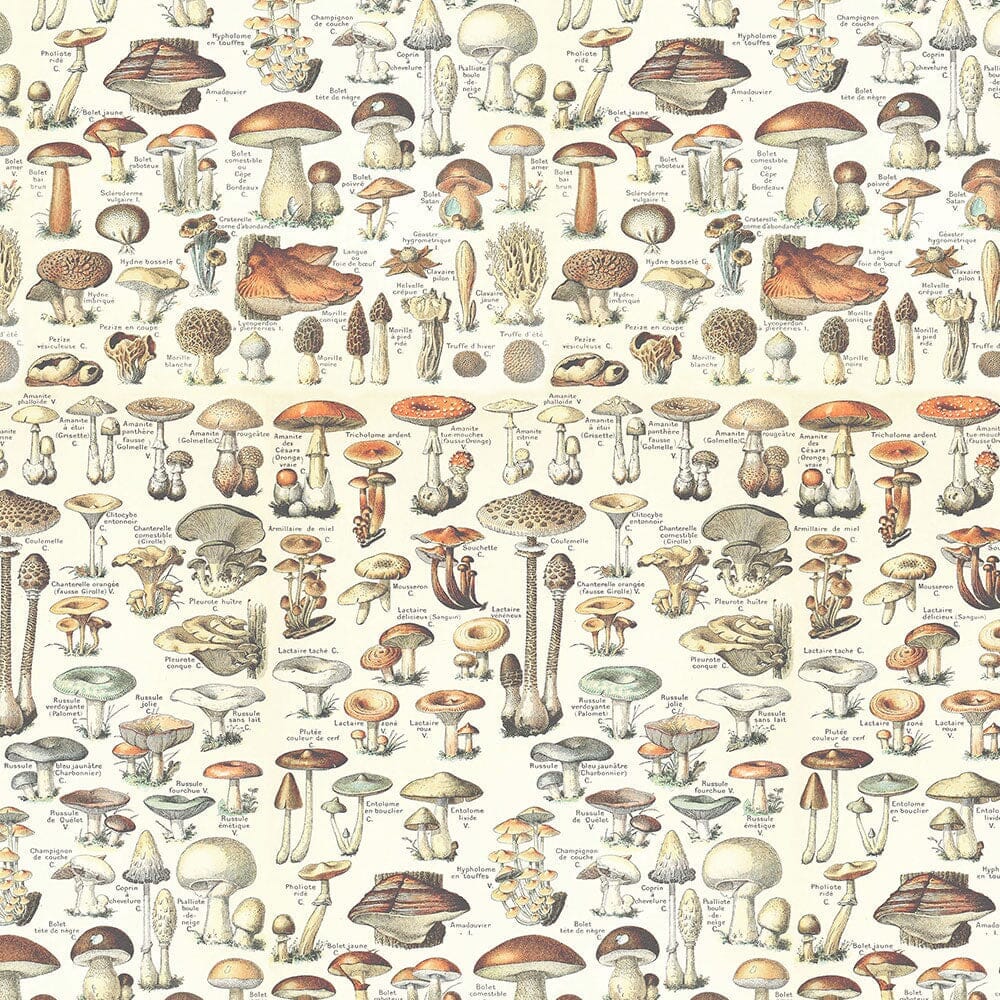 Tim Holtz Eclectic Elements Pre-Cut Fat Quarters FreeSpirit Fabrics, Orange Fabric Tim Holtz Other 