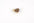 Sun-Star Kirito Ring Washi Tape Cutter Tools & Accessories Sun-Star Brown 