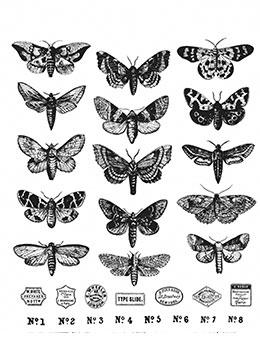 Tim Holtz Stampers Anonymous Cling Mount Stamp Moth Study Stampers Anonymous Tim Holtz Other 